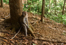 21 Kecamatan Siap Diboyong Kabupaten Sukabumi Buat Hengkang dari Jawa Barat Bakal Pindah ke Jatim Karena Terlalu Luas Wilayahnya